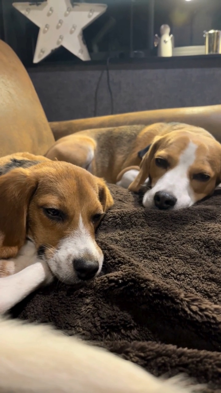 En franchissant la porte de l'hôtel vous ne pourrez pas les manquer @umi_s_world et Kiko viendront sans nul doute se présenter à vous et réclamer biscuits et caresses ... 

#beaglelovers #petfriendly #LaMaisonTrebeurden #HotelDeCharme #Bretagne