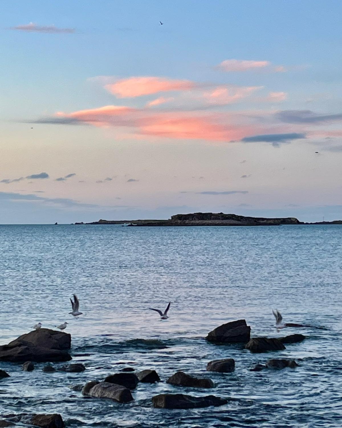 Une nouvelle année s’ouvre, portée par l’air marin et le ballet des oiseaux.
Que 2026 soit une année de grands horizons et de bonheurs simples... Telle que vous l'imaginez. 
Très belle année à vous, depuis Trébeurden.🌟

#nouvelleannée2026 #Trébeurden #voeux2026 #lamaisontrebeurden