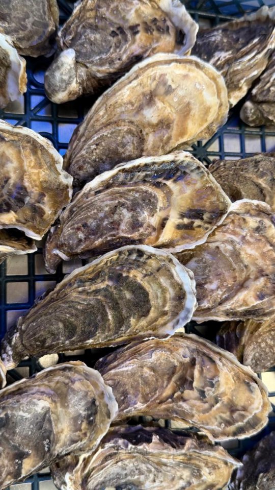 Parmi ce qui nous tient profondément à cœur, il y a le bonheur de travailler aux côtés d’artisans, de producteurs, de partenaires locaux.
Être témoin de leur savoir-faire est un privilège que nous savons apprécier.

À quelques pas de la Maison Trébeurden, @latelierdelhuitre, conchyliculteurs depuis deux générations, façonne chaque bourriche avec exigence, avec une passion intacte pour les produits de la mer et pour le plaisir de nos papilles.

Depuis trois ans, nous avons le plaisir de cheminer à leurs côtés.

À la table de @lamaisontrebeurden, certaines rencontres ne doivent rien au hasard.

🌊Appréciez le goût franc, iodée des huîtres n°3 actuellement à la carte.
🍽️Réservez votre table au +33 (0)2 96 45 43 18 ou sur notre site internet (lien en bio).

#saveursbretonnes #trebeurden #produitsdexception #circuitcourt #LaMaisonTrebeurden